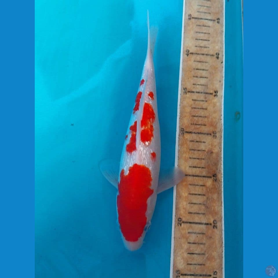 Kohaku full ginrin 26 Cm