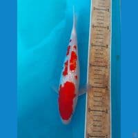 Kohaku full ginrin 26 Cm