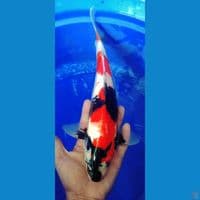 showa super merah strong HQ 35up