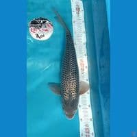 Soragoi Full Ginrin 46cn Male