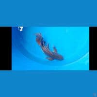 shotbodiy 40 cm 