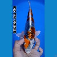 GINGGA 26CM