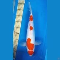 Kohaku Jumbo 40Cm. MALE