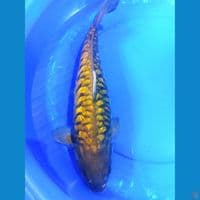 Midori Diamond SISIK NAGA 