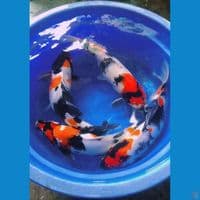 paket jumbo 40-45cm showa 