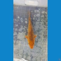 Karamel 28cm male ring jooss istimewa 