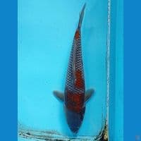 ochiba 28cm