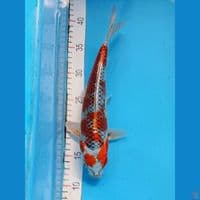 Beni Gingga 28cm