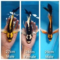 Kumpay Kabuto Three Colour