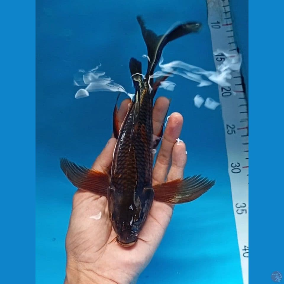 kumpay karasu 27cm