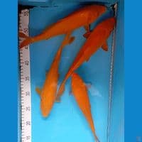 karashi 4 ekor 25-28cm
