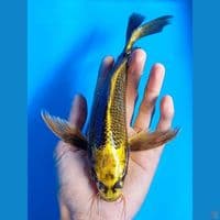 kumpay golden mukashi 25cm