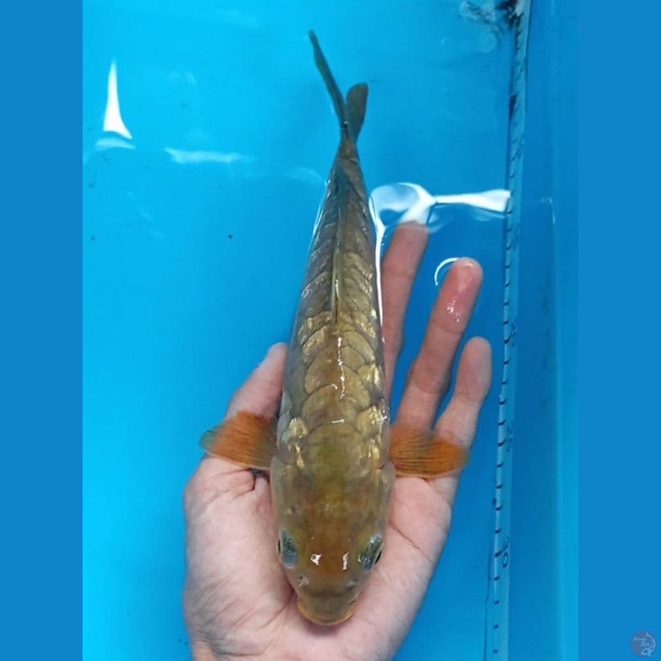 chagoi aragoke ginrin 28cm