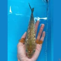 chagoi aragoke ginrin 28cm