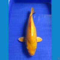 Karashi Gindrin Female 38Cm