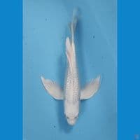 platinum ginrin gondrong 35 cm