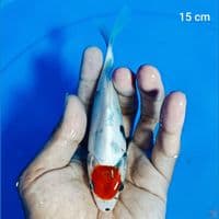 bahan keep 15 cm