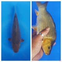 Chagoi male 24cm munuk ring joosss SQ
