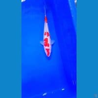 kohaku ginrin full 24cm