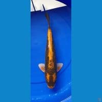KABUTO 36CM MALE