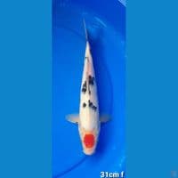 TANCHO SANKE 31CM FEMALE