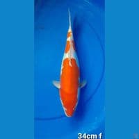 KOHAKU DOIT 34CM FEMALE
