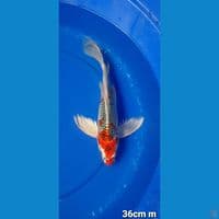 KÙMPAI KUJAKU 36CM MALE