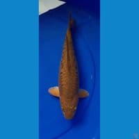 CAGHOI ARAGOKE 30CM FEMALE