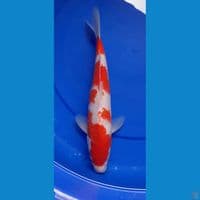 KOHAKU 32CM MALE