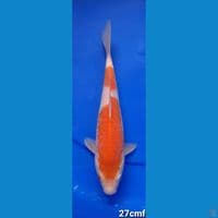 KARASIKOYO ARAGOKR 27CM FEMALE