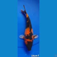 HIUTSURI DOIT SORDBODY 24cm FEMALE