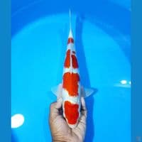Kohaku Male 34cm