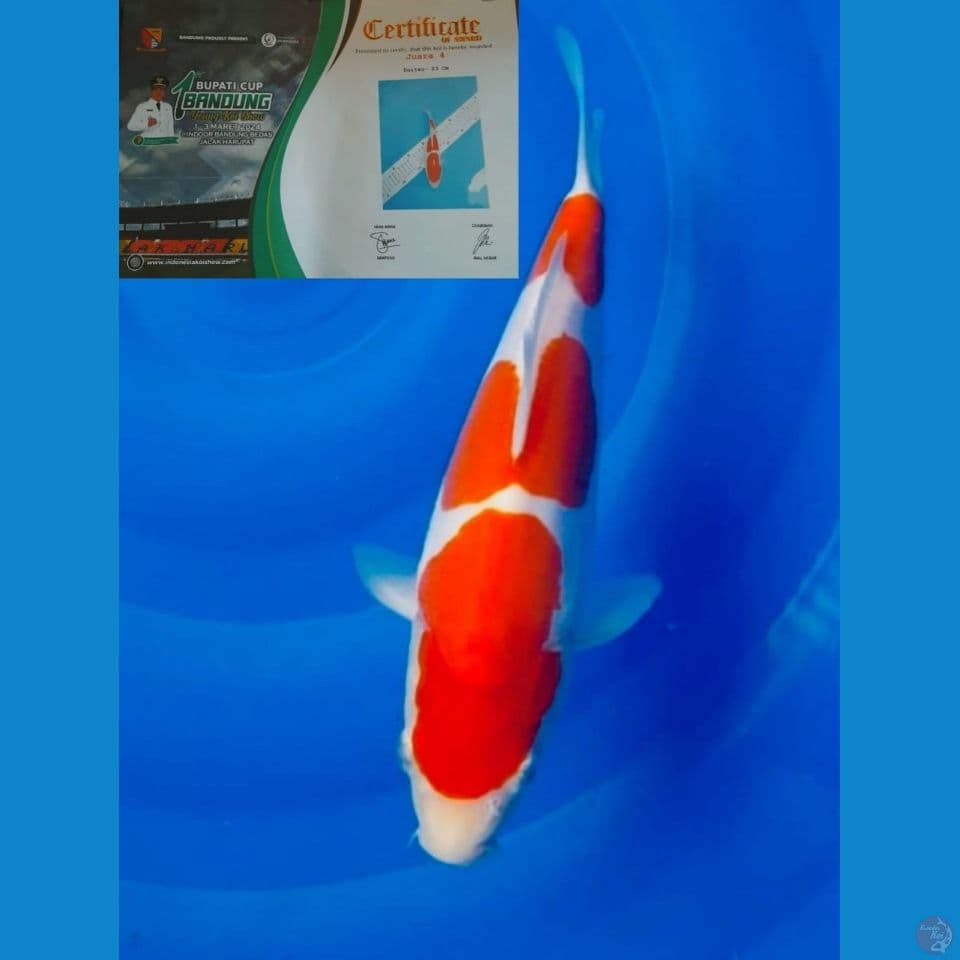 Kohaku Doitsu Murni (Show Quality)