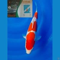 Kohaku Doitsu Murni (Show Quality)