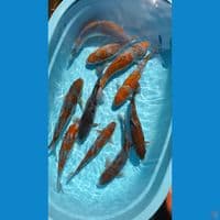 paket OCIBA 10 ekor