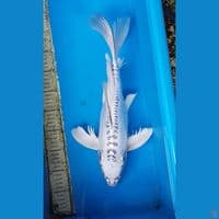 SILVER FOX KUMPAY