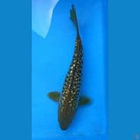 GINRIN ARAGOKE ANDE2 LUMUT 30CM