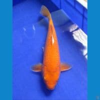 Karashi Gindrin Mata Merah 33cm