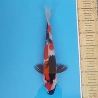 Maruten Showa ~33 M