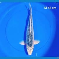 asagi male 45 cm