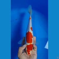 kohaku doitsu 28cm.u