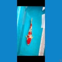 SHOWA  30cm male (jantan)