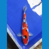 Sandan Sanke 35Cm