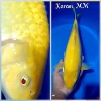 KARASI MM40