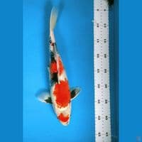 Maruten Showa 36cm male