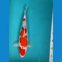 Maruten Sanke 32cm fm