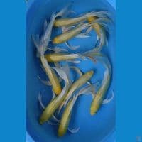 kumpay ginrin 35-38 bu 10 ekor