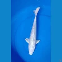 platinum : 35 cm.m