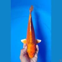 kin matsuba : 33cm.m