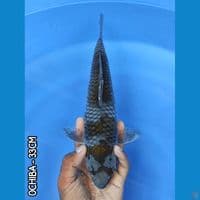 OCHIBA 33CM